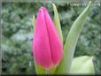 tulip flower picture