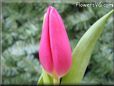 tulip flower picture