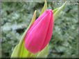 tulip flower picture