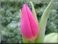 tulip flower picture