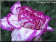 carnation flower picture