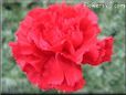 carnation flower picture