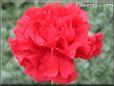 red carnation flower picture