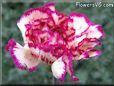 white light purple carnation flower picture
