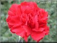 carnation flower picture