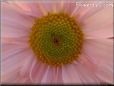 pink daisy flower picture