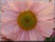 pink daisy flower picture