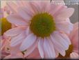 pink daisy flower picture