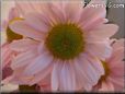 pink daisy flower picture