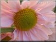 pink daisy flower picture