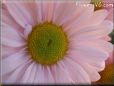 pink daisy flower picture