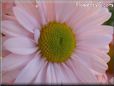 pink daisy flower picture