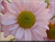 pink daisy flower picture