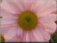 pink daisy flower picture