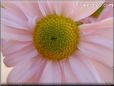 pink daisy flower picture