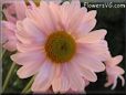 pink daisy flower picture