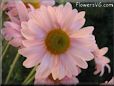 pink daisy flower picture