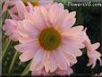 pink daisy flower picture