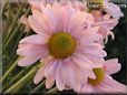 pink daisy flower picture