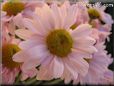 pink daisy flower picture