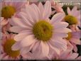 pink daisy flower picture