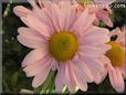 pink daisy flower picture