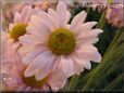 pink daisy flower picture