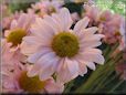 pink daisy flower picture