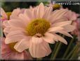 pink daisy flower picture