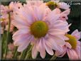 pink daisy flower picture