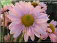 pink daisy flower picture