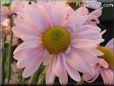 pink daisy flower picture