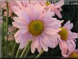 pink daisy flower picture