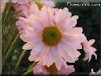 pink daisy flower picture