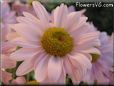 pink daisy flower picture