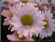 pink daisy flower picture