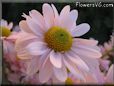 pink daisy flower picture