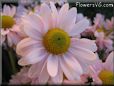 pink daisy flower picture