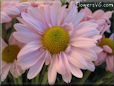 pink daisy flower picture