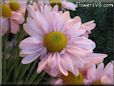 pink daisy flower picture