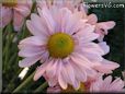 pink daisy flower picture
