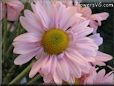 pink daisy flower picture