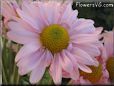 pink daisy flower picture