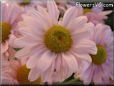 pink daisy flower picture