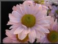 pink daisy flower picture