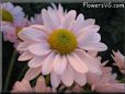 pink daisy flower picture