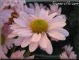 pink daisy flower picture