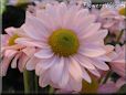 pink daisy flower picture