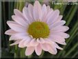 pink daisy flower picture