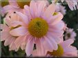 pink daisy flower picture